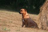 DOGUE DE BORDEAUX 396